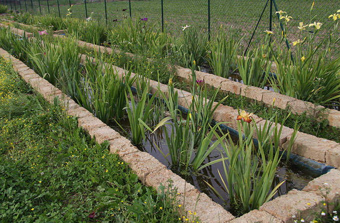 Iris Louisiana