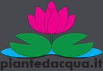 Piantedacqua.it ninfee loto iris